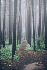 Mysterious dark forest, Vertical photo