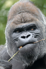 Obraz premium Gorilla