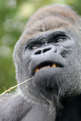 Obraz premium Gorilla