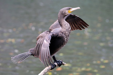 Cormorant