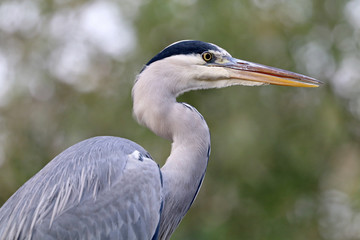 Blue Heron