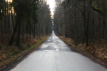 Obraz premium Forest road