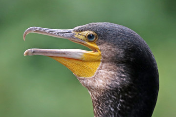 Cormorant