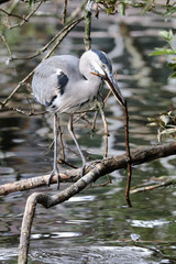 Blue Heron