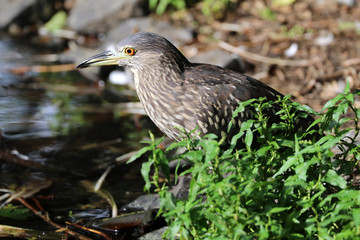 Naklejka premium Night Heron
