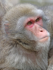 Japanese macaque