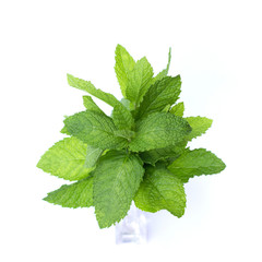 fresh mint on a white background