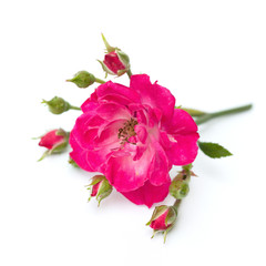 pink rose on a white background