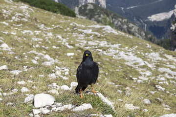 Alpendohle