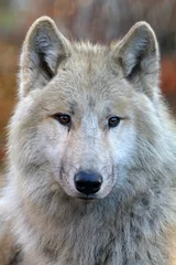 Papier Peint photo Lavable Loup White wolf