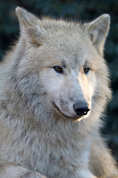 White wolf