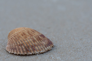 Brown Shell on Sand With Copy Space