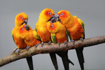 Sun parakeets