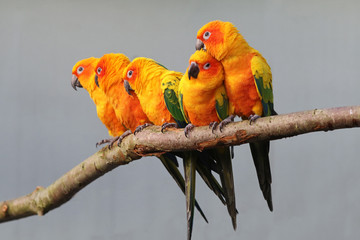 Sun parakeets