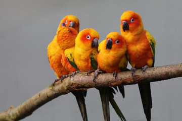 Sun parakeets