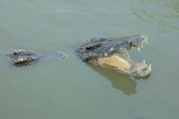 Crocodile open mouth middle of the river. Crocodiles at Crocodile Farm in Thailand.