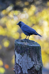 Jackdaw
