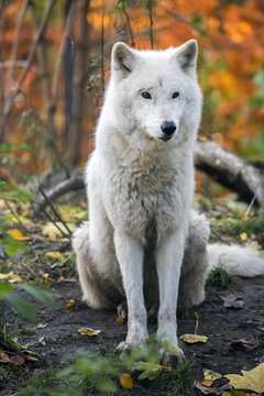 Fototapeta White wolf