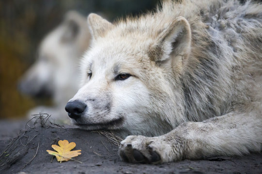 White wolf