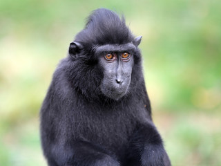 Black macaque