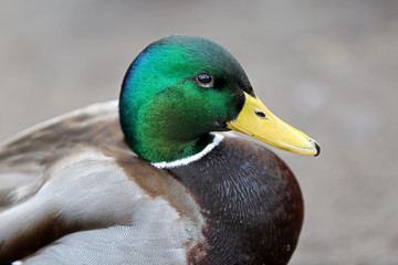 Male duck