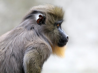 Mandrill