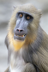 Mandrill