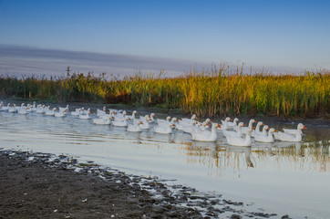 Flock of geese swimming on the river early in the morning in the