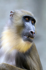 Mandrill