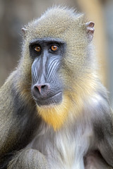 Obraz premium Mandrill