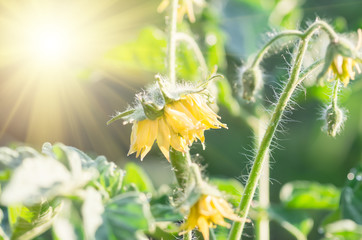 blooming tomato, spring, agricultural background