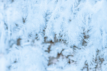 beautiful hoarfrost, winter christmas background