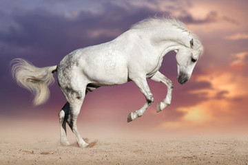 Obraz na płótnie Canvas White horse run on sand against sunset sky