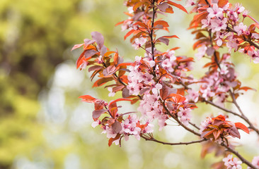 Fototapeta premium flowers and young leaves of cherry wood sakura