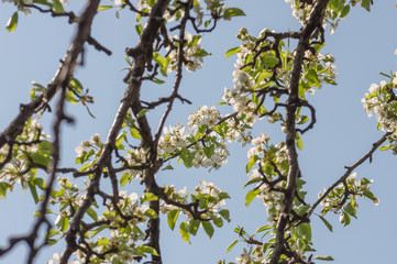 Blossom of a pear tree against the blue sky
