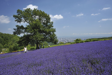 ラベンダー畑