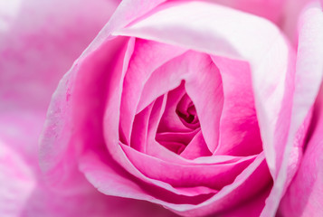 Fototapeta na wymiar Pink roses in soft color, festive background