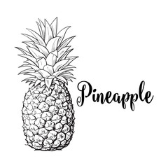 Whole, unpeeled, uncut pineapple, sketch style vector illustration isolated on white background. Realistic hand drawing of whole fresh, ripe pineapple, side view