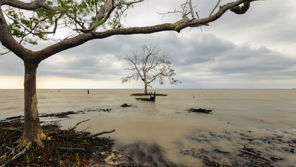 Fototapeta na wymiar Mangrove trees at the beach during windy cloudy day