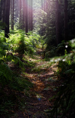 Deep forest with path in summer