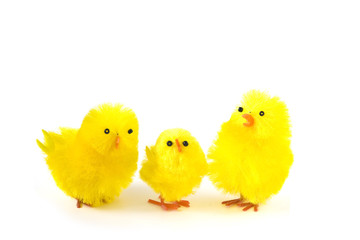 Family of yellow chicks isolated on white background