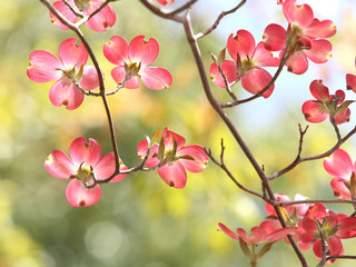 ハナミズキ　赤い花