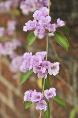 Obraz premium Garlic vine violet flower selective focus point