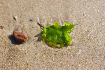 Seaweed and a stone on the sand