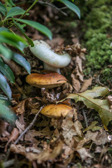 Three mushrooms in nature woods stacked with leaves