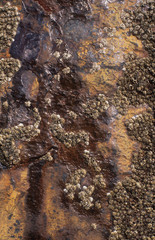 Barnacles Tregardock Beach Cornwall