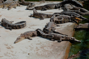 Crocodiles at Crocodile Farm in Thailand. Crocodiles in pond cement...