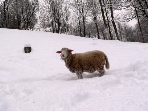 Winter photo on a farm in the Czech Republic,small lamb standing in snow