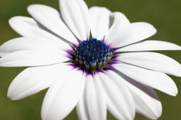 osteospermum blooming in the garden