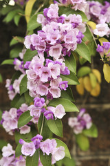 Garlic vine violet flower selective focus point